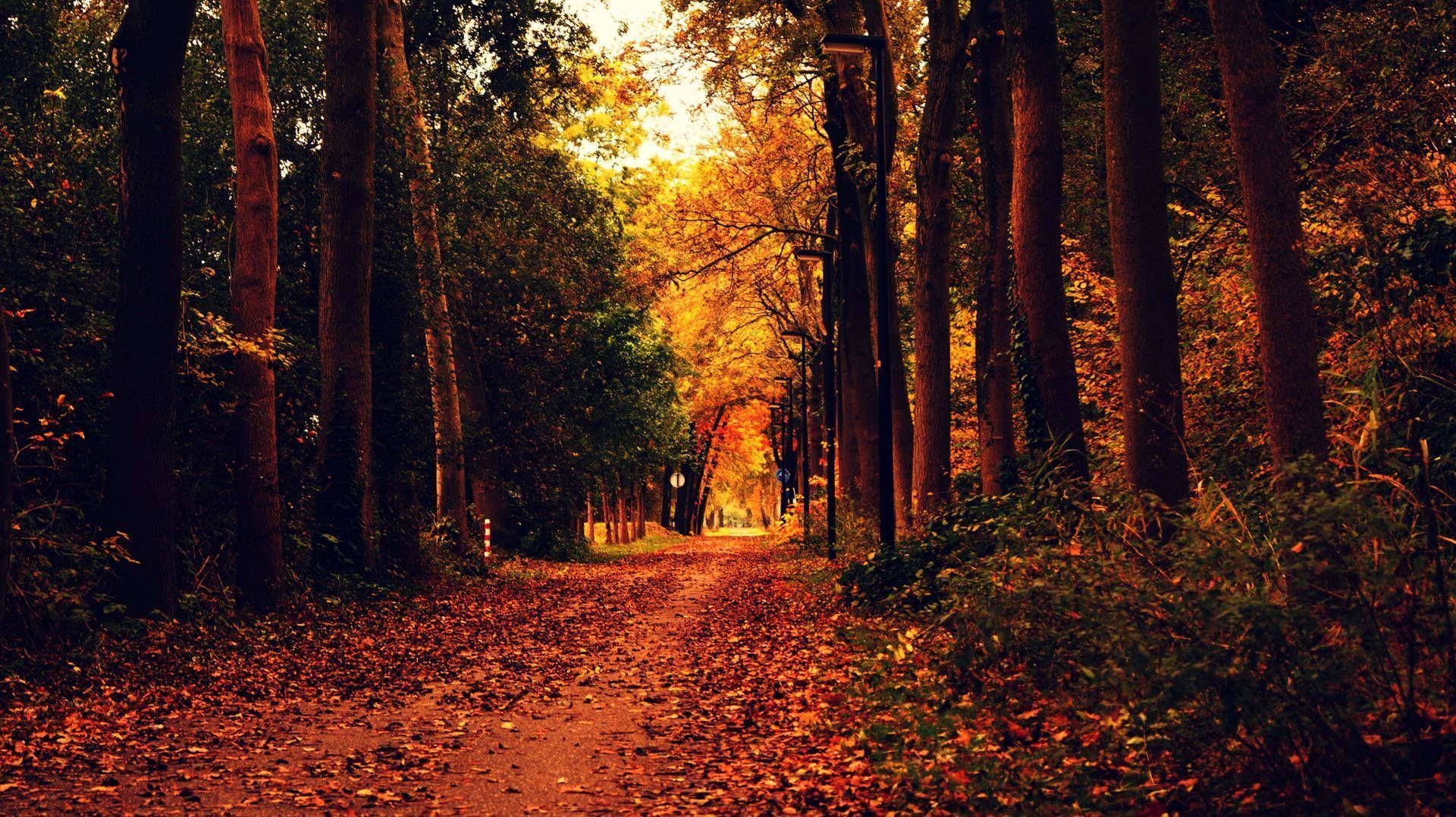 A path in the woods during autumn - Woods
