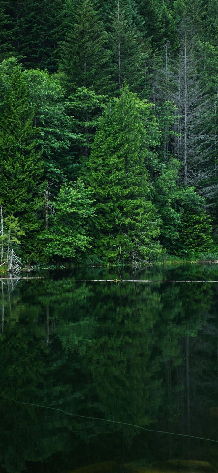 grey calm body of water near green leaf trees at d. #tree #forest #nature #landscape #Canada #iPhoneXWallpaper. Conceptual photography, Forest picture, Water