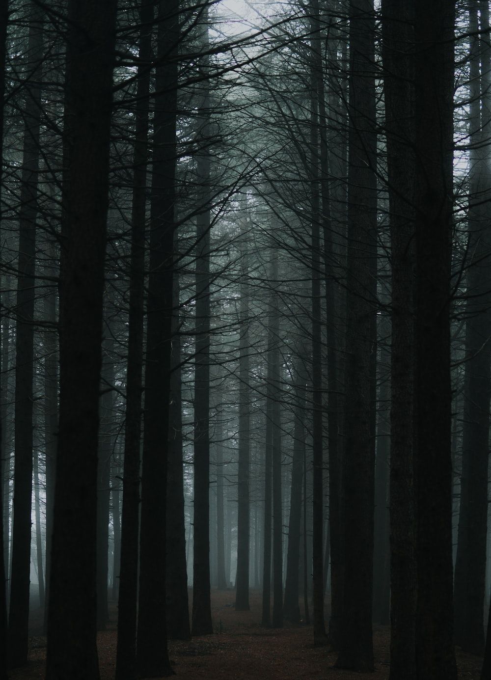 Dark Forest Picture [HD]. Download Free Image