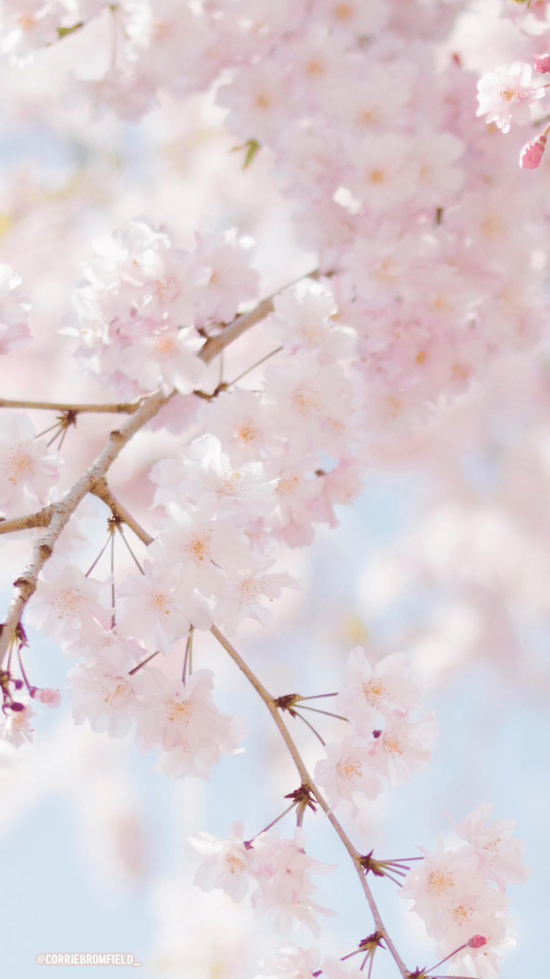 Spring Wallpaper for you to download