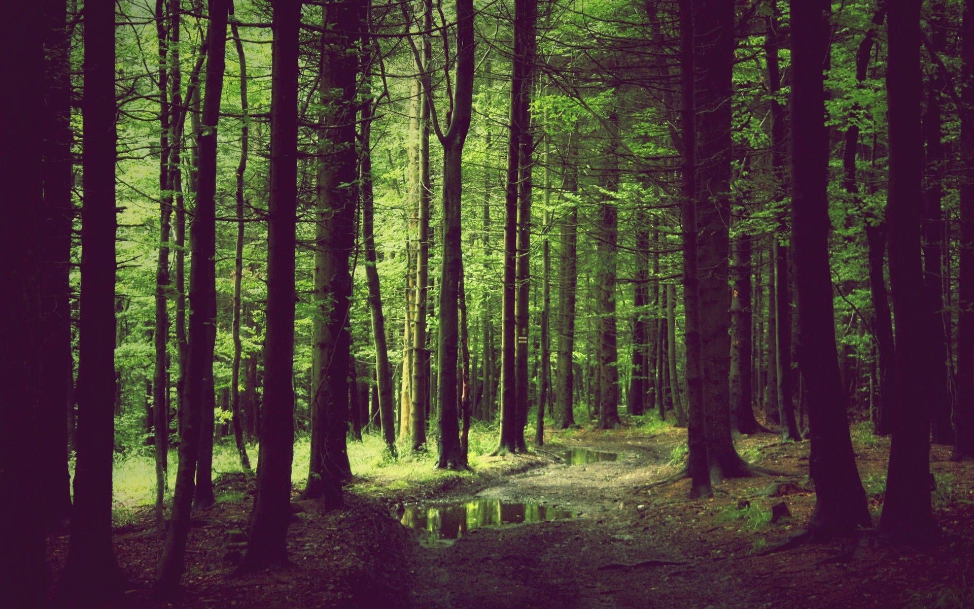 Download Aesthetic Forest Background Wallpaper