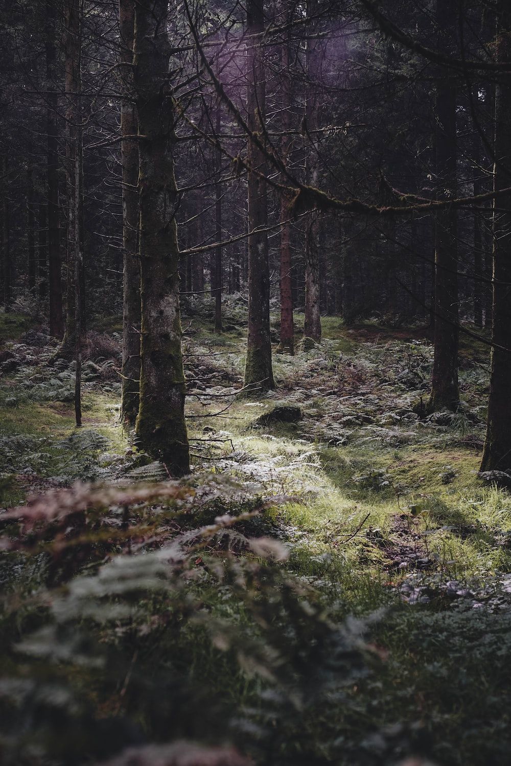 Deep Forest Picture. Download Free Image