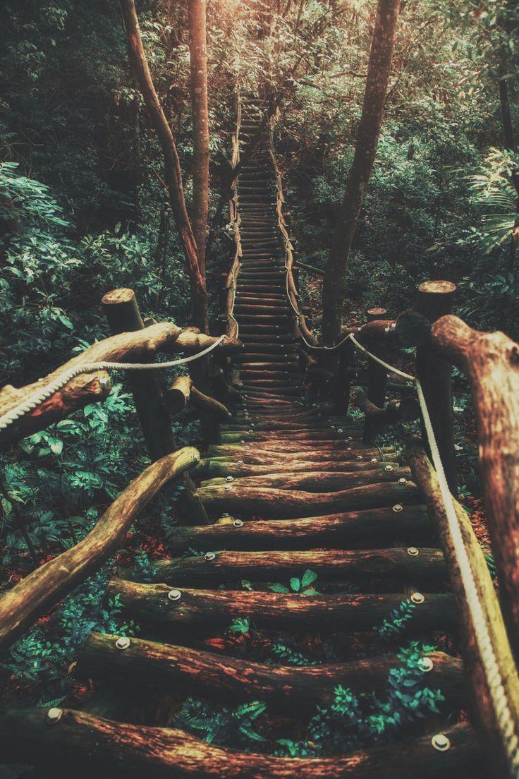 Stairway in the forest - Woods