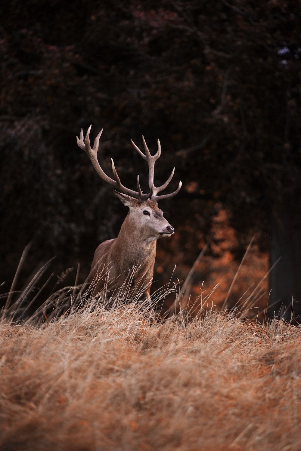 Red Deer Picture. Download Free Image