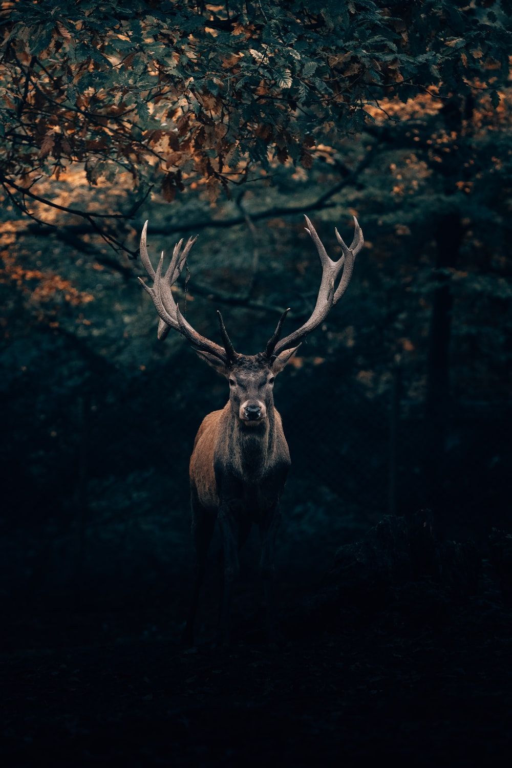 Red Deer Skull Wallpaper