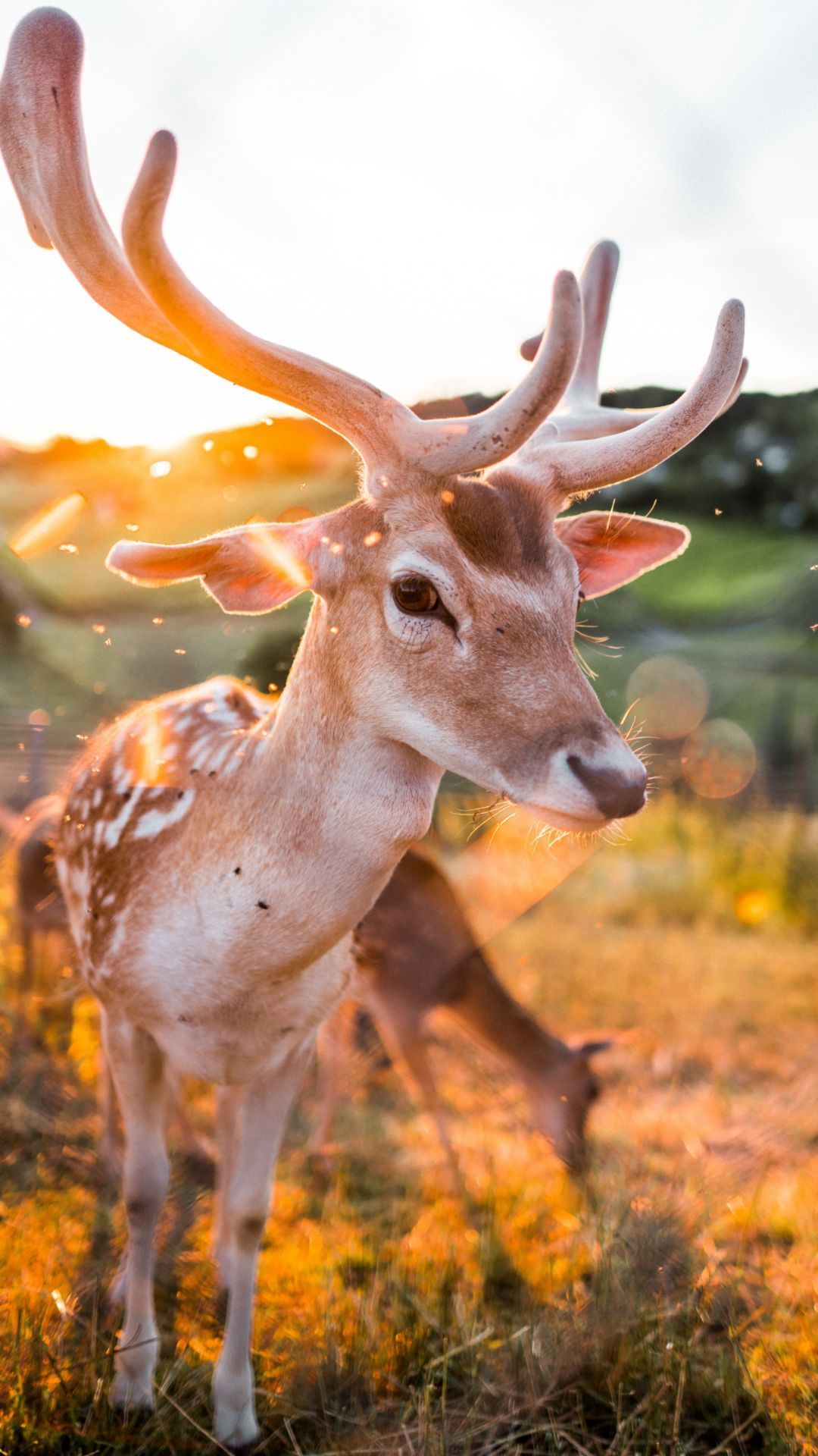 Deer Wallpaper Deer Wallpaper [ HQ ]