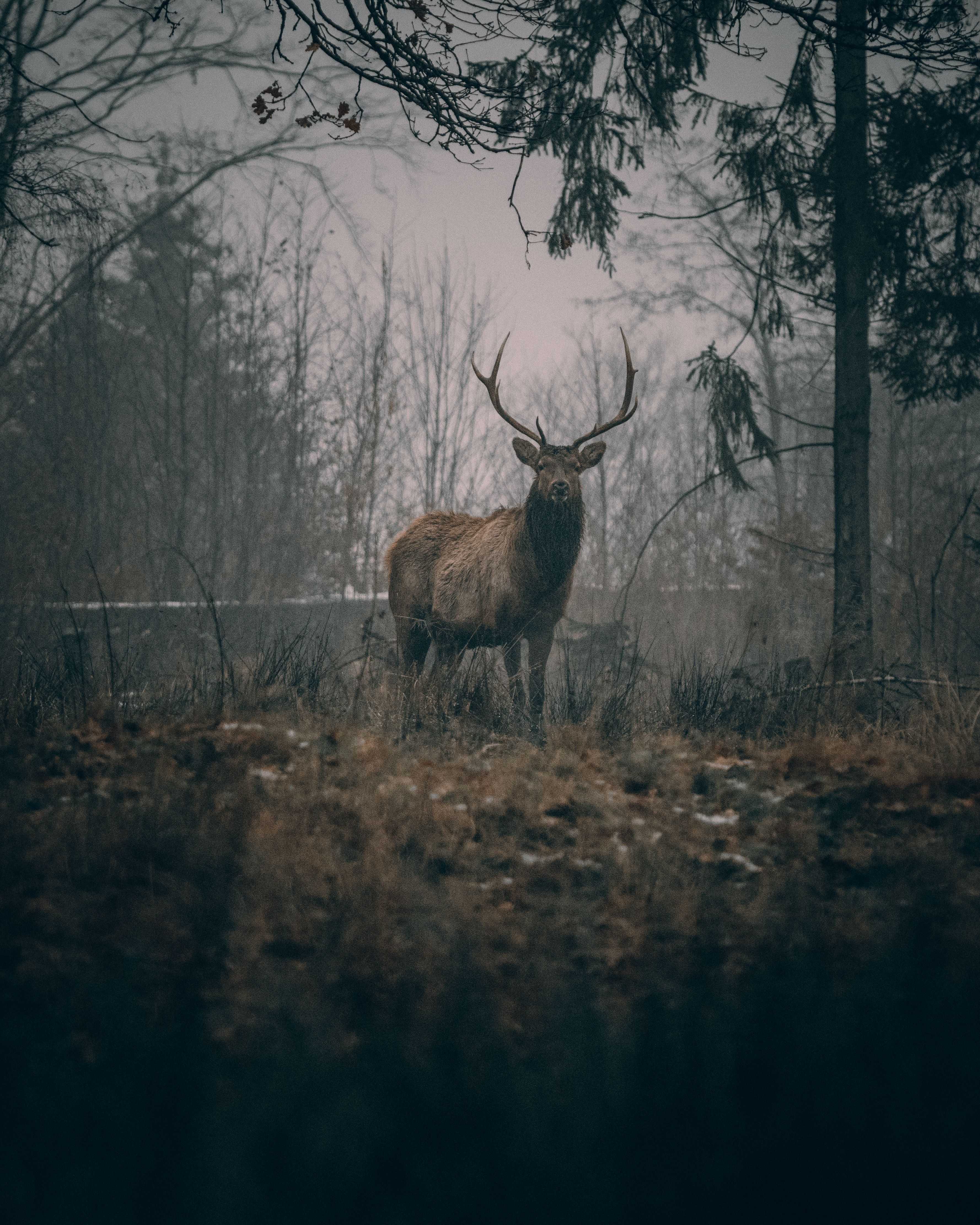 Deer on grassy meadow among trees in wild nature · Free