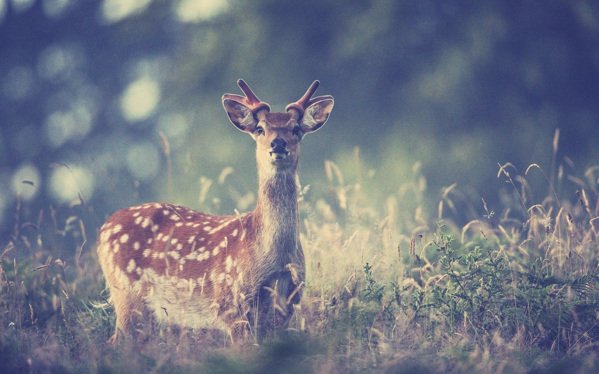 filter, Animals, Deer Wallpaper HD / Desktop and Mobile Background