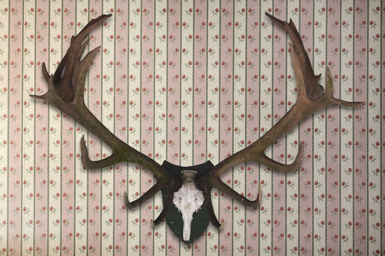 Deer antler on aesthetic wallpaper, close up