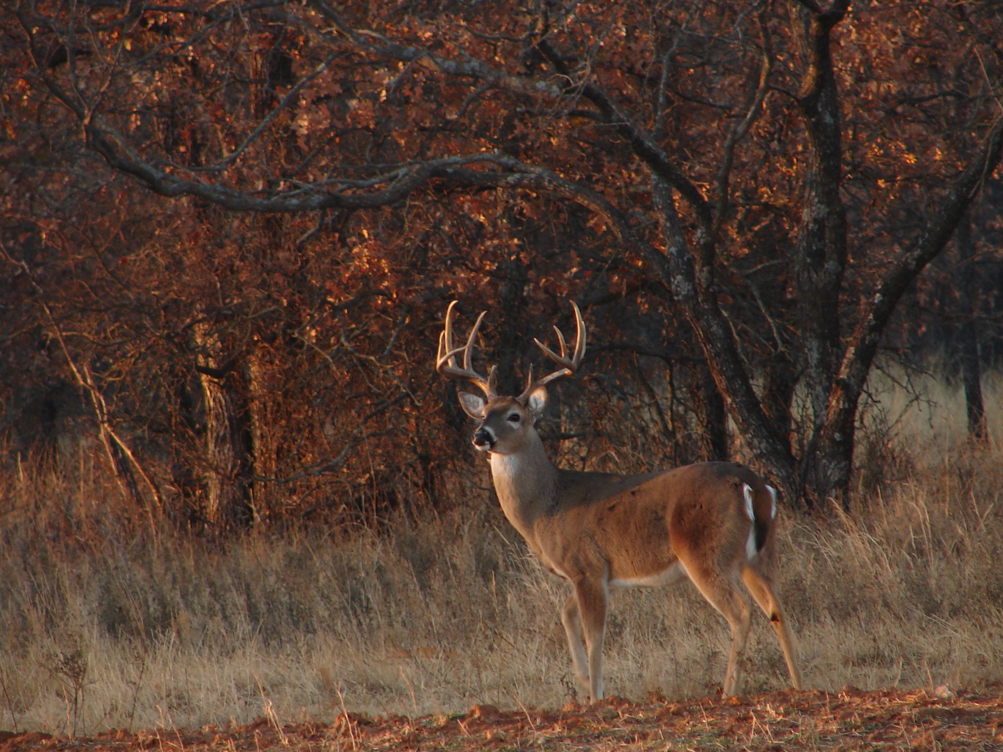 Deer Hunting Background