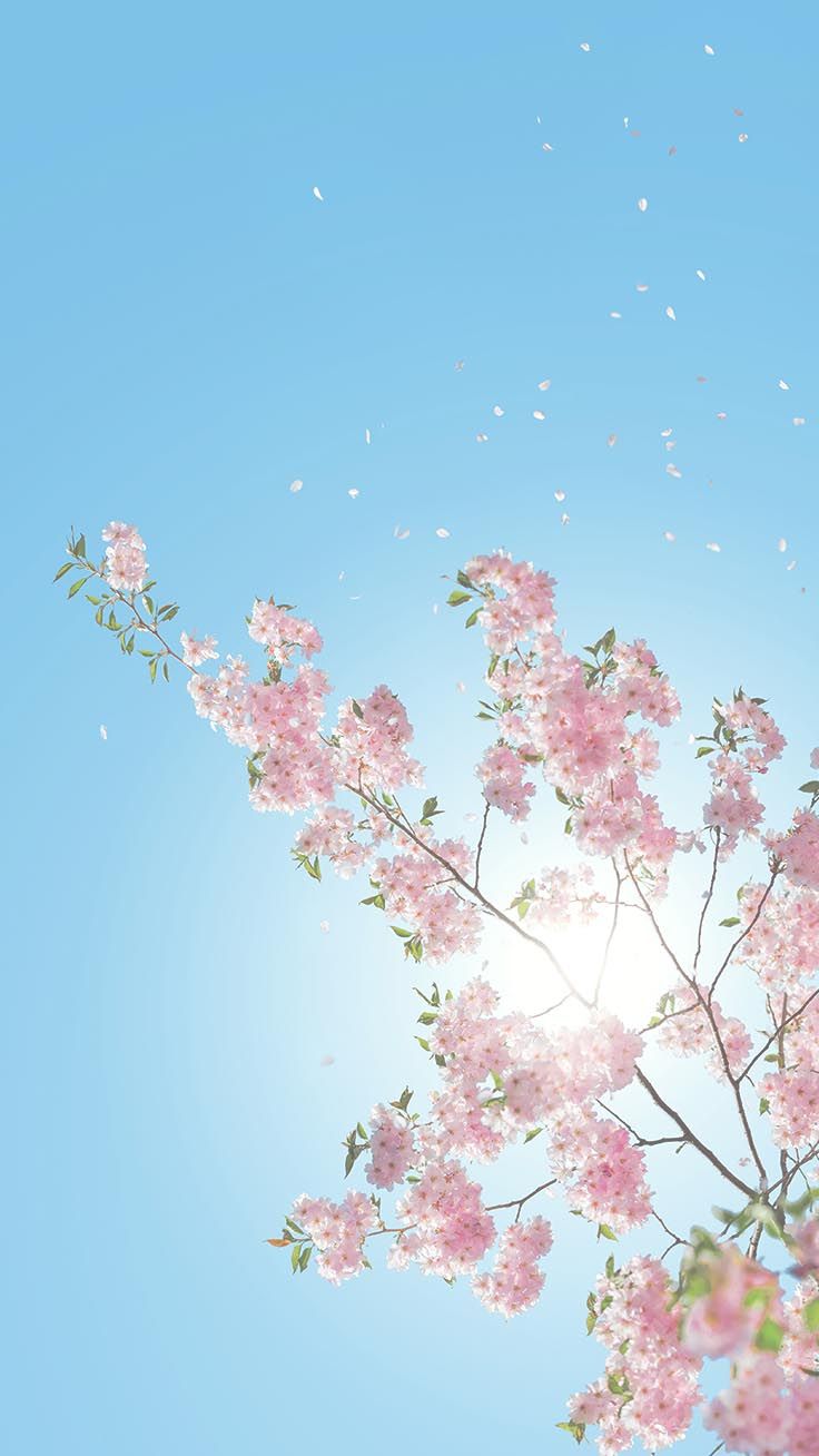 A tree with pink flowers and petals floating in the air - Spring