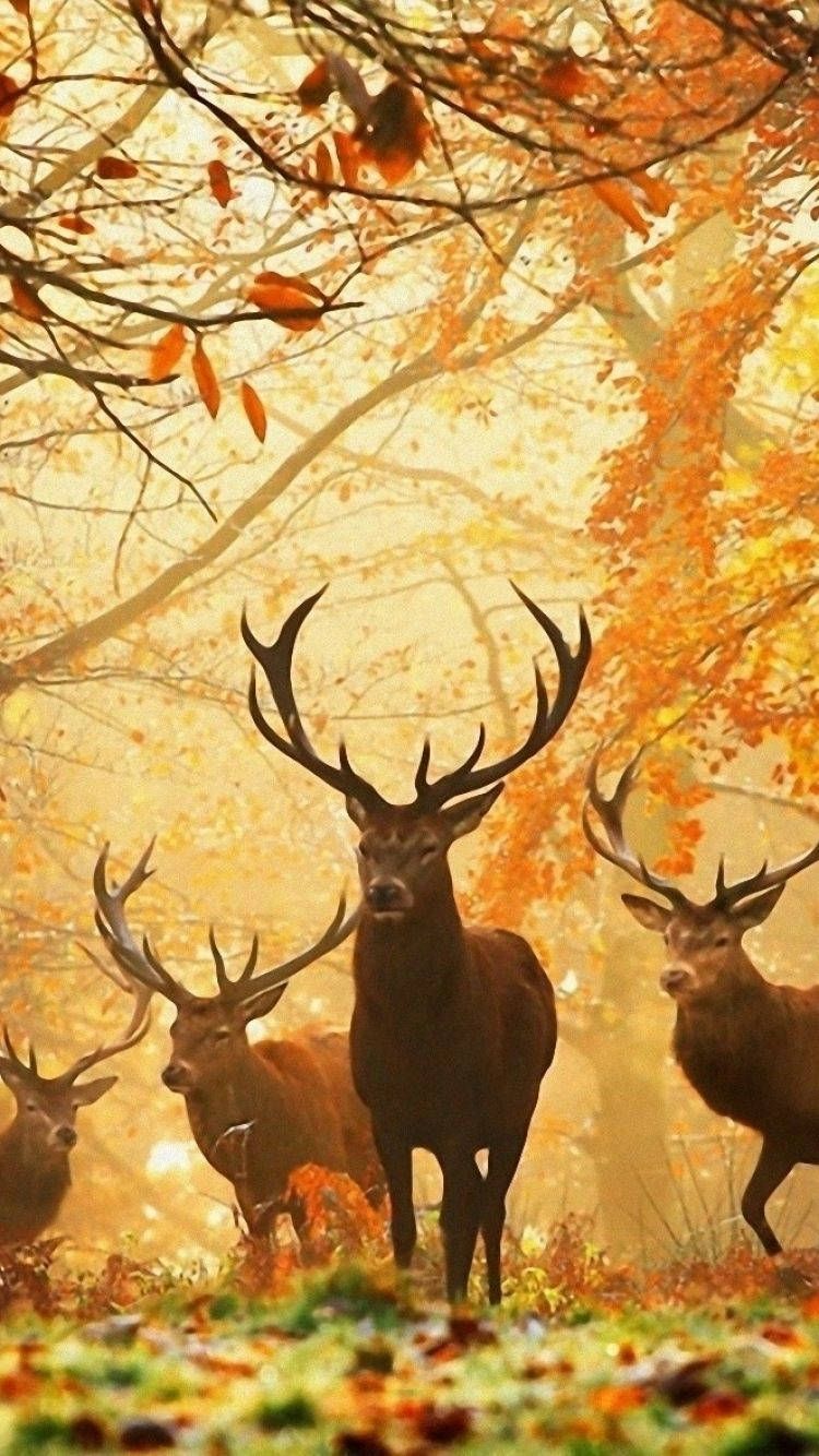 A group of deer are standing in the woods - Deer