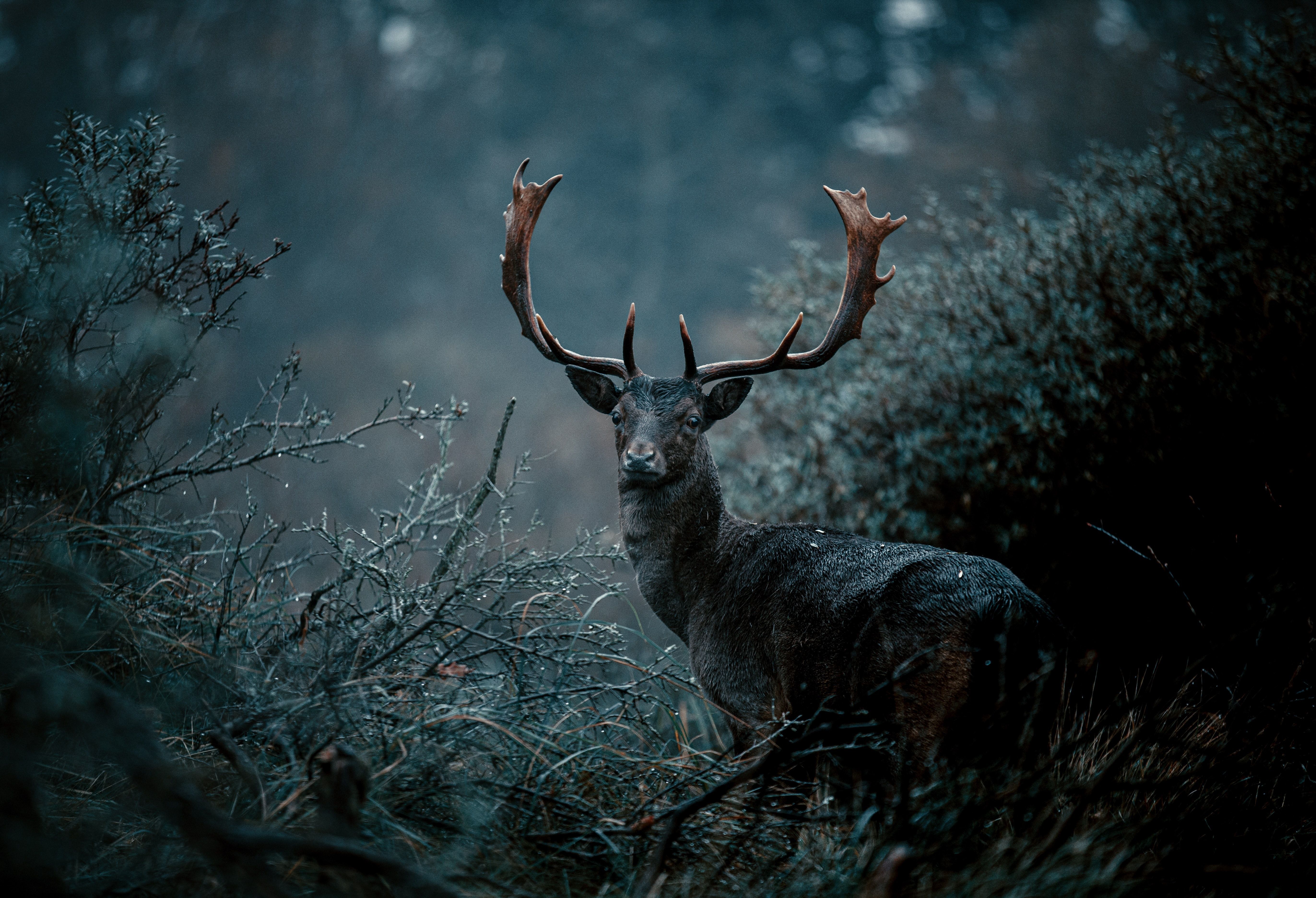 A deer with large antlers in the woods - Deer