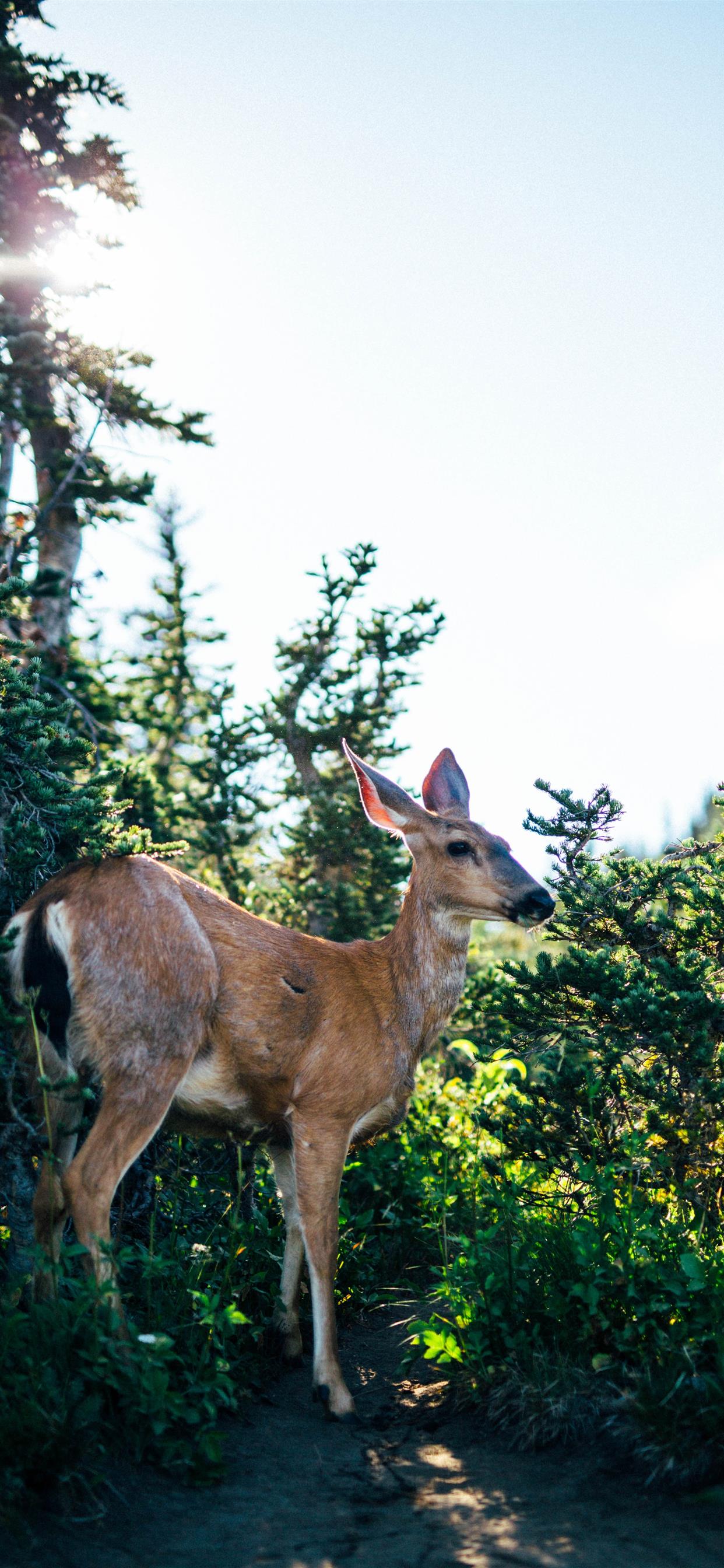 A deer standing on a dirt trail surrounded by trees and bushes. - Deer