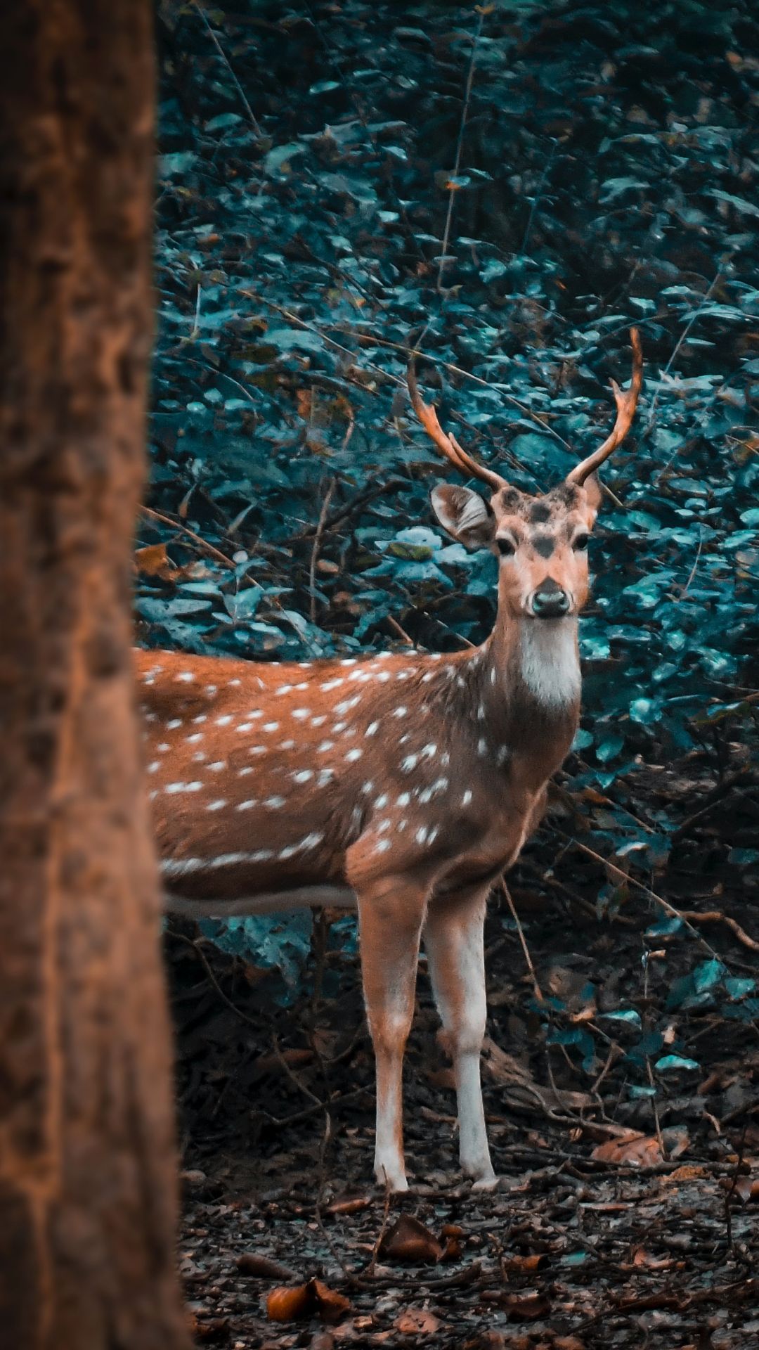 A deer is standing in the woods - Deer