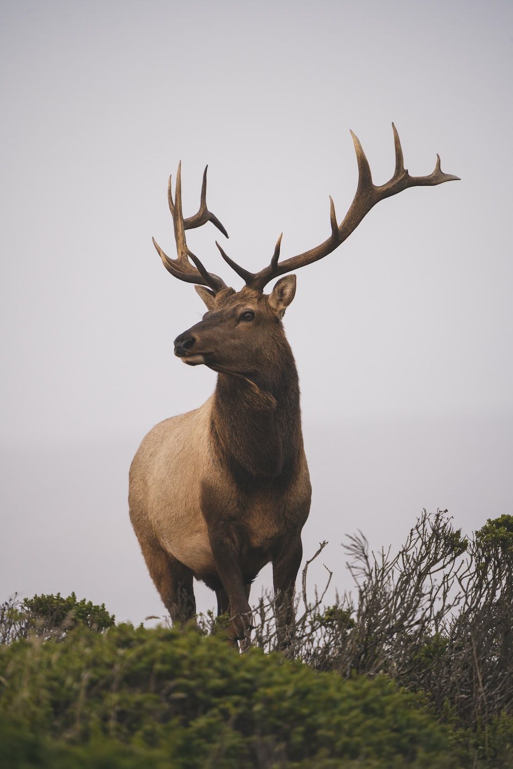 A large brown elk with big antlers stands on a hill. - Deer