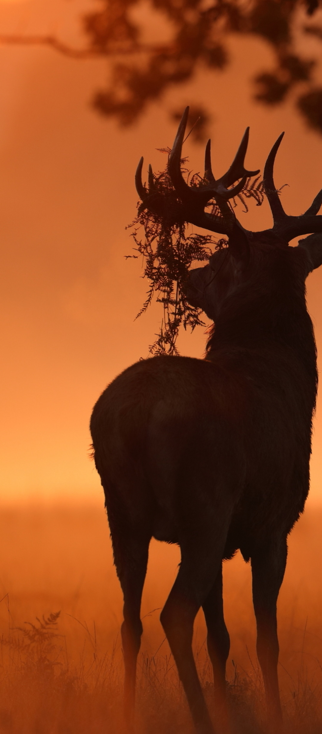 Deer Sunlight Nature 1080x2460 Resolution Wallpaper, HD Animals 4K Wallpaper, Image, Photo and Background