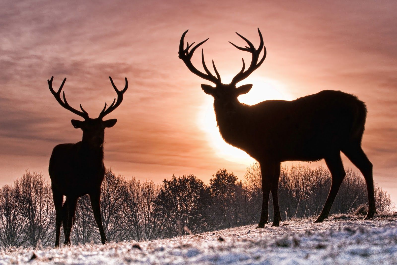 Two deer in the sunset - Deer