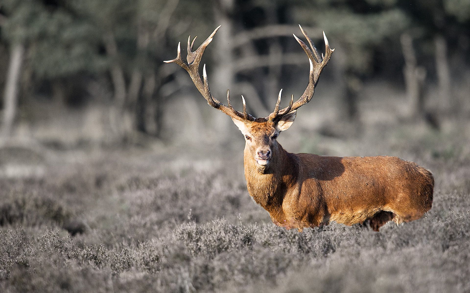 A red deer stands in a field of heather - Deer