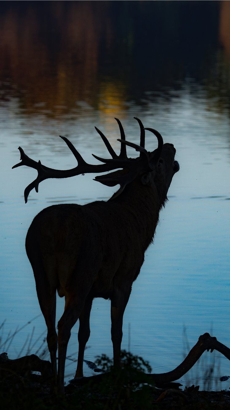 A deer standing next to water with antlers - Deer