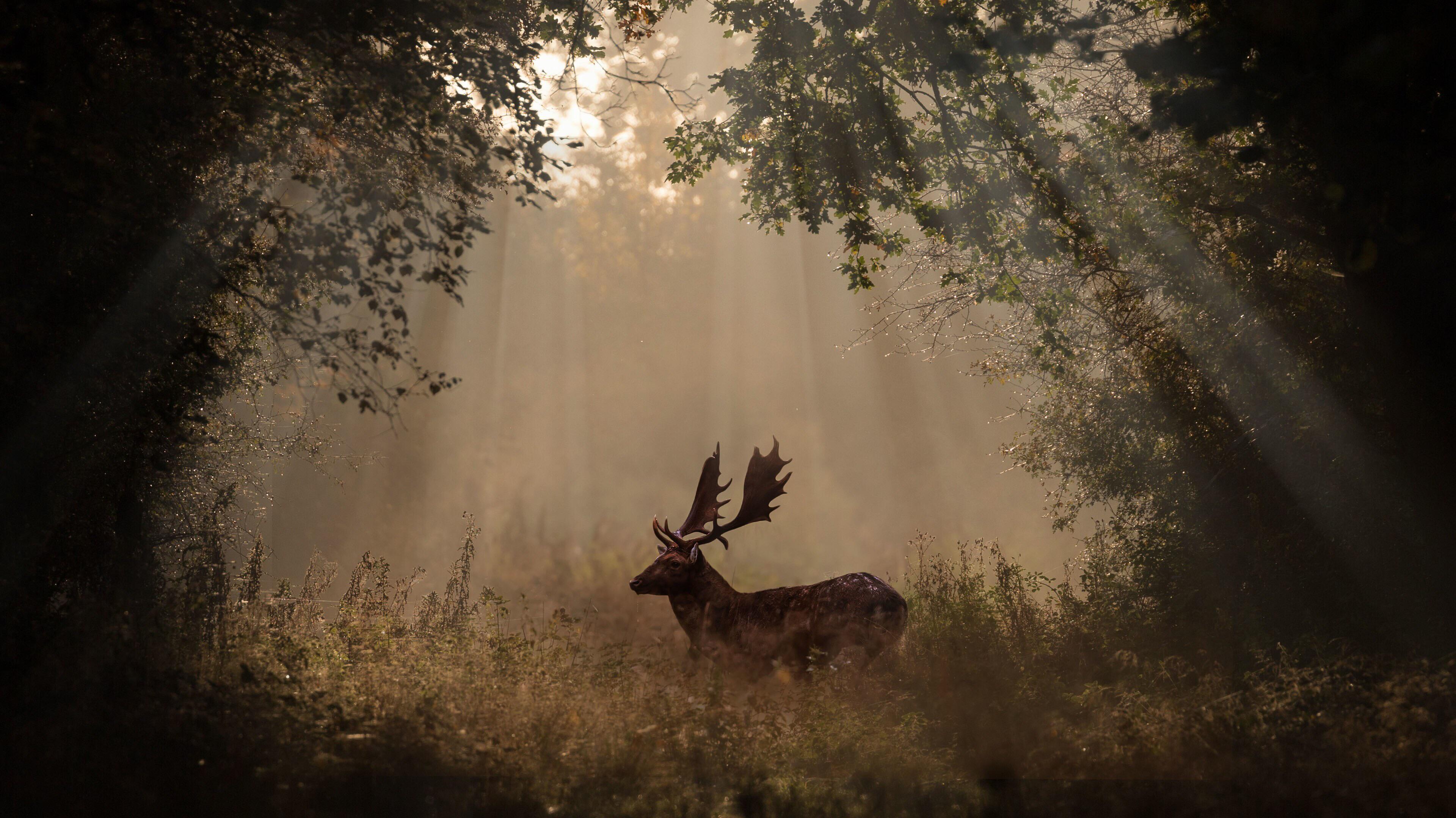 A deer standing in the middle of a forest. - Deer
