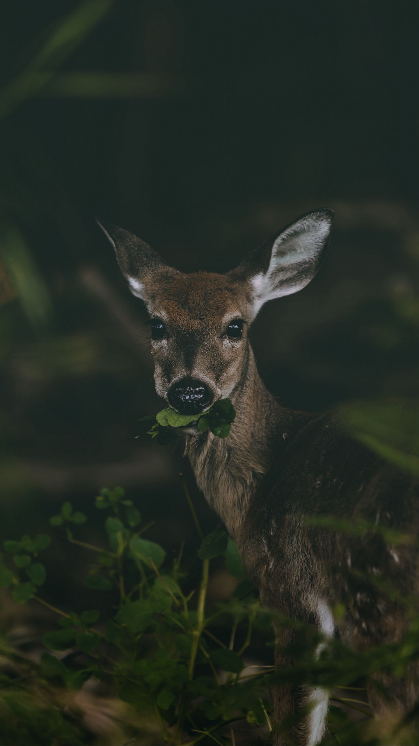 A deer is eating some green leaves - Deer