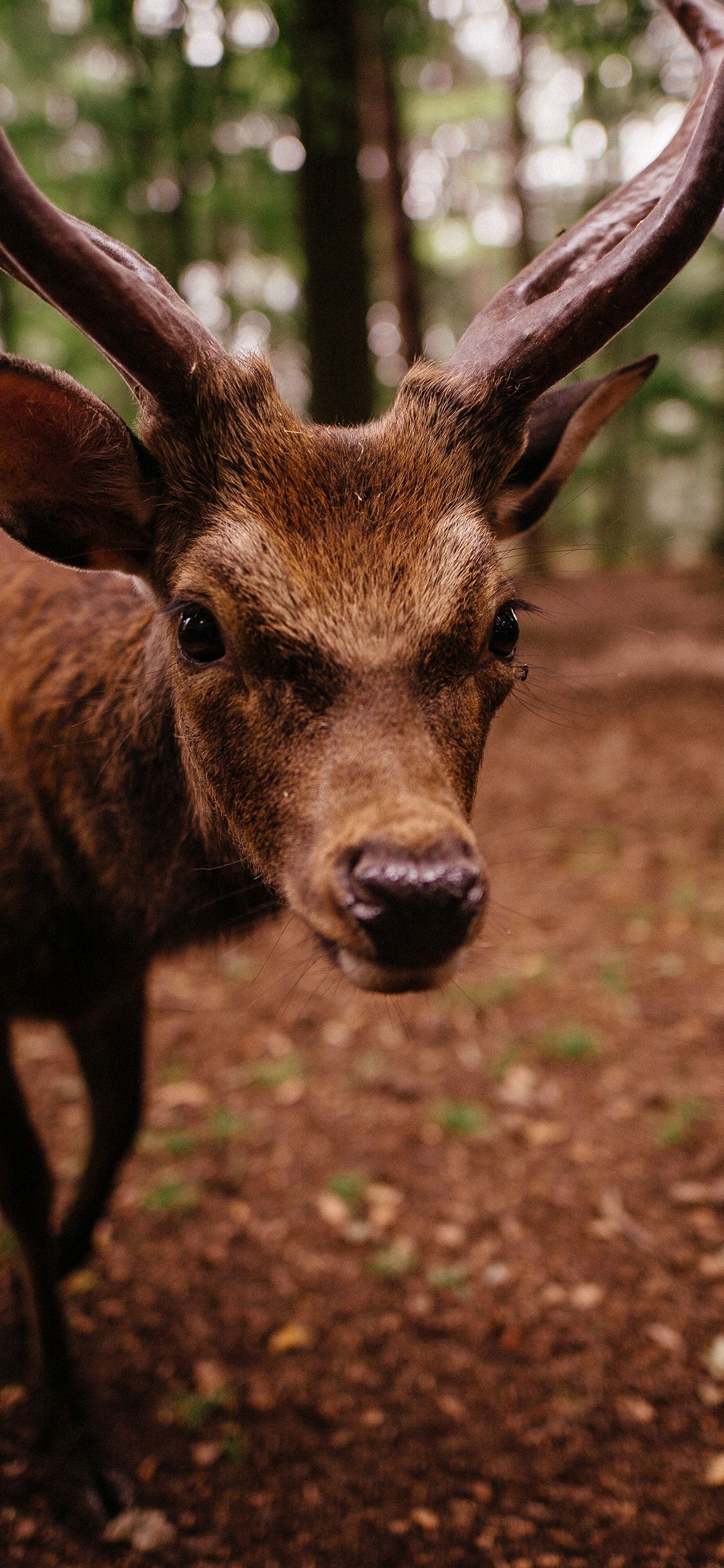 A close up of a deer in the forest. - Deer