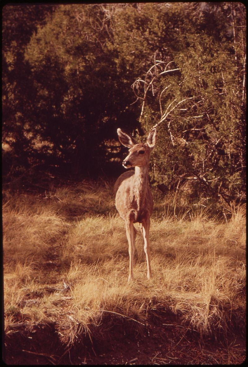 Mule Deer Image Wallpaper