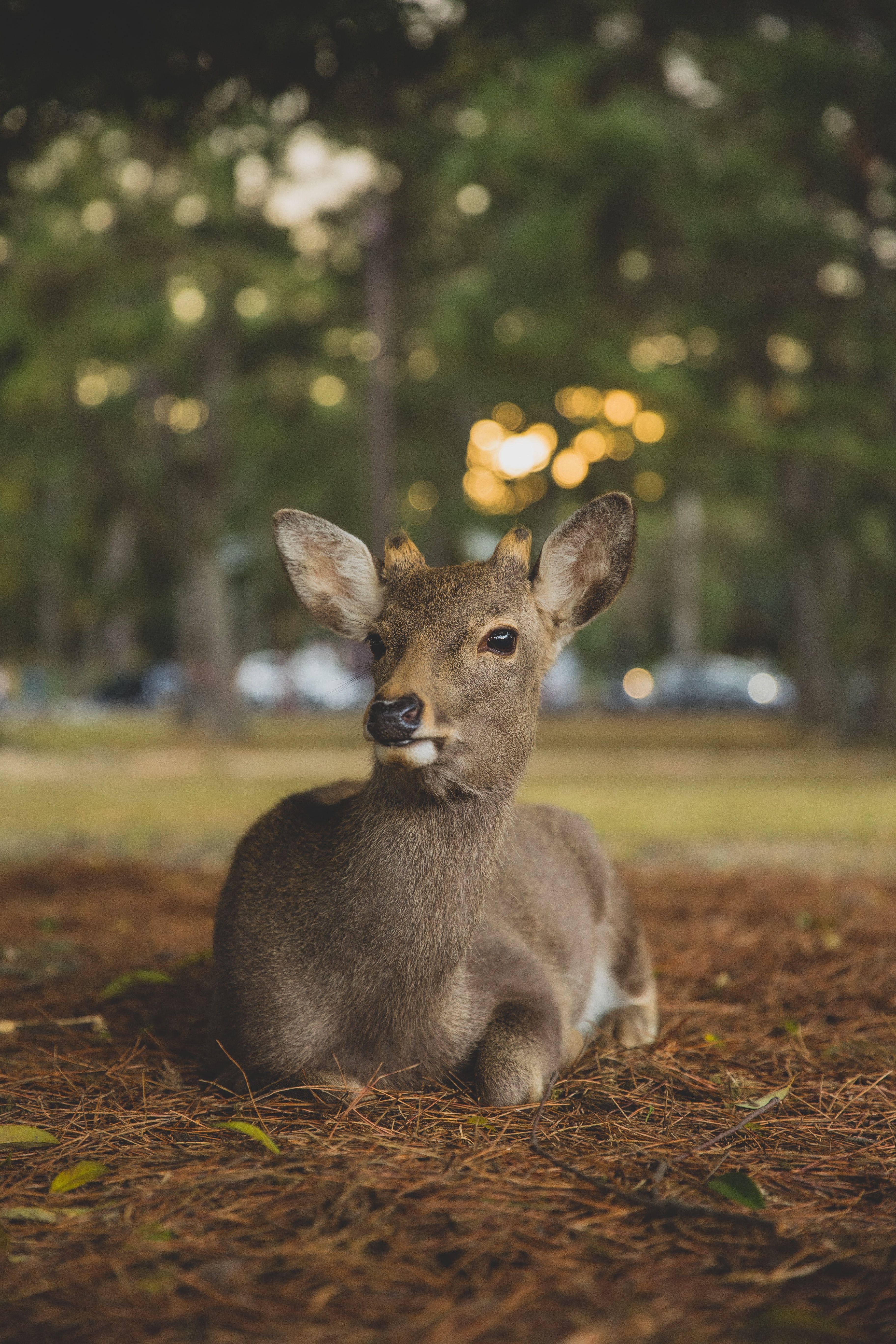 A deer sitting on the ground in front of trees - Deer