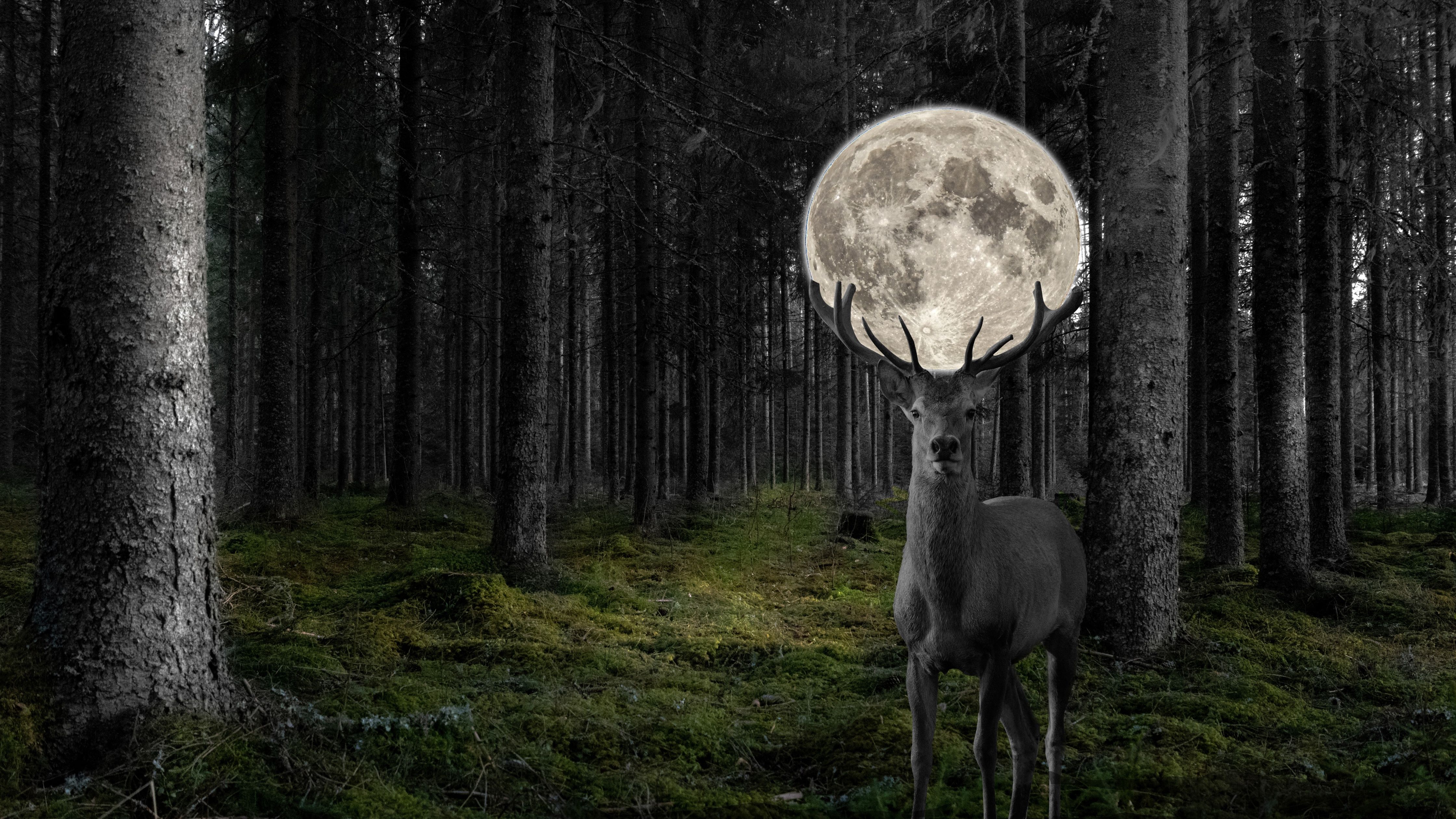 Deer Wallpaper 4K, Moon, Surreal, Forest, Animals