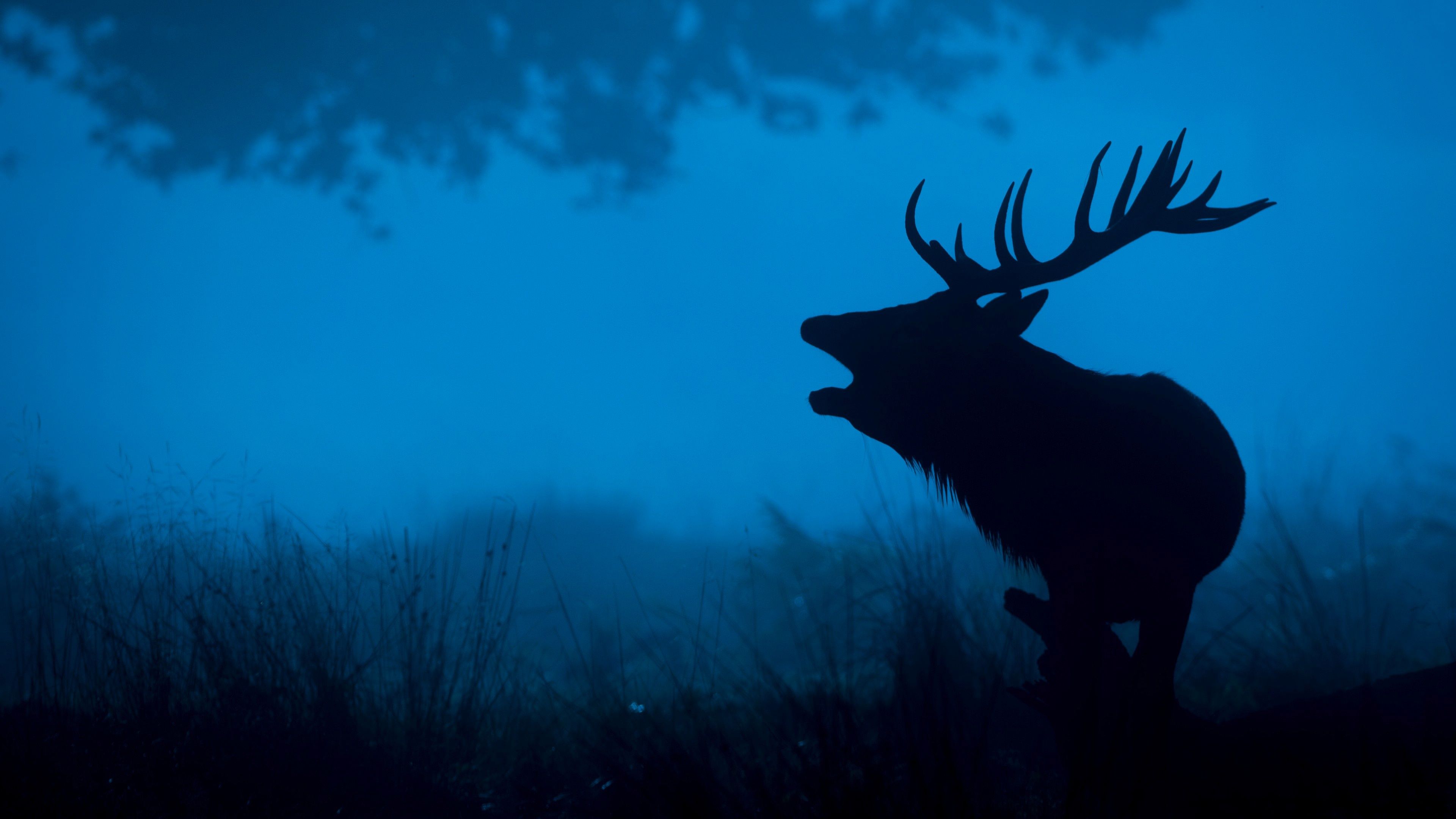 A deer standing in the woods at night - Deer
