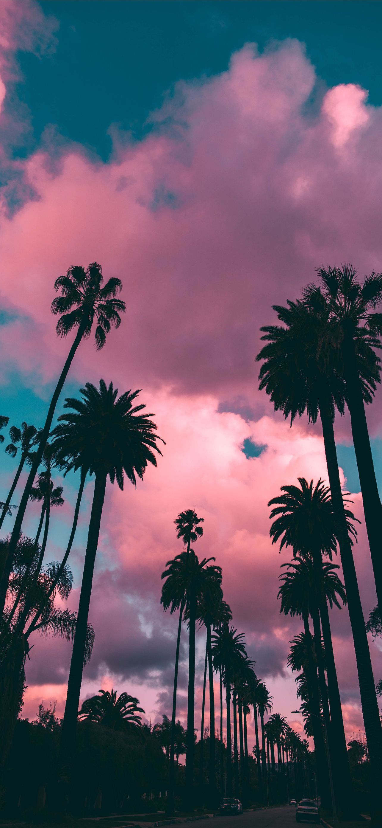 A pink and purple sky with palm trees - Florida