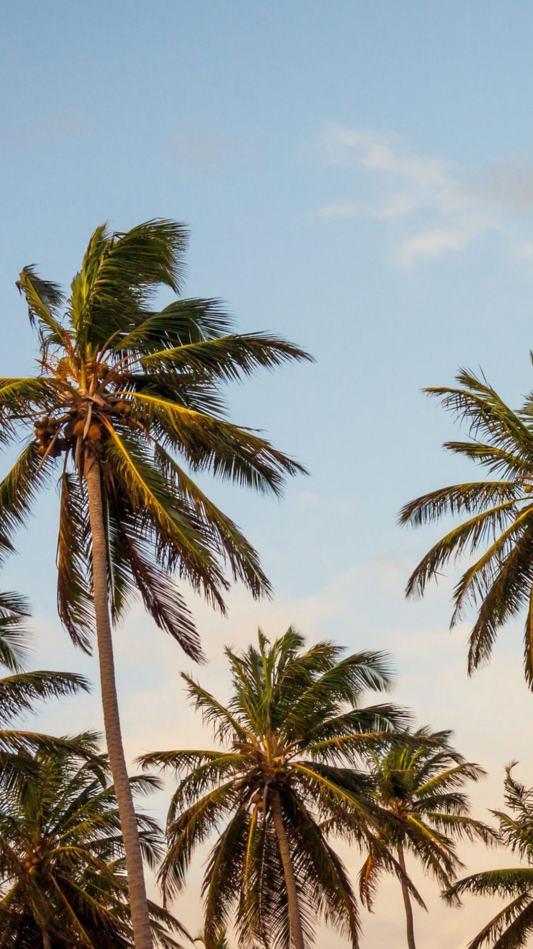 A group of palm trees in the distance - Florida