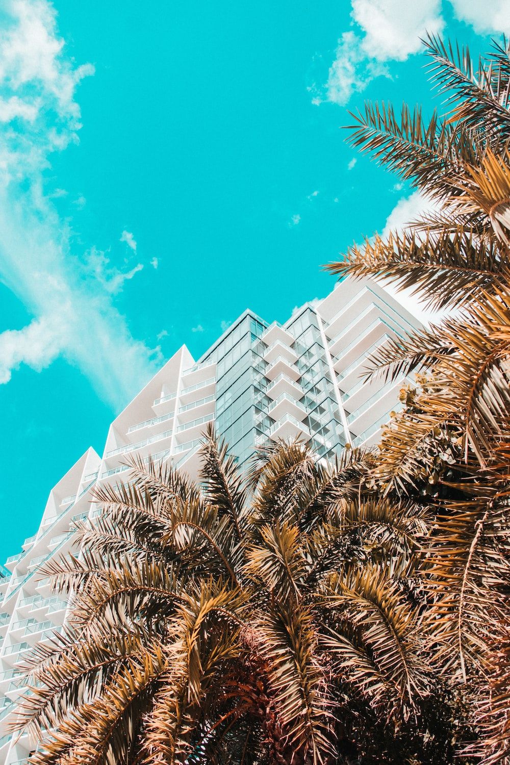 A palm tree next to an office building - Florida