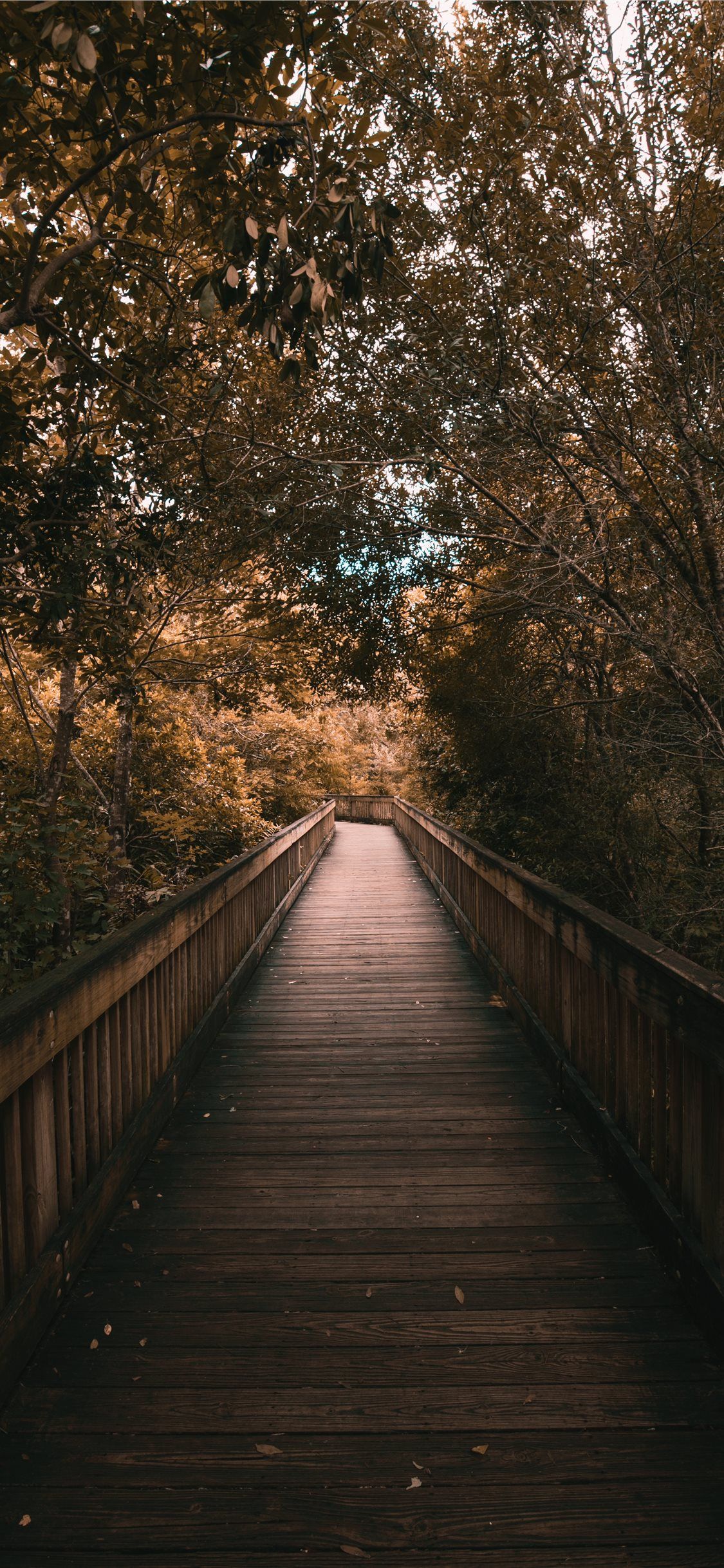 A wooden bridge surrounded by trees - Florida