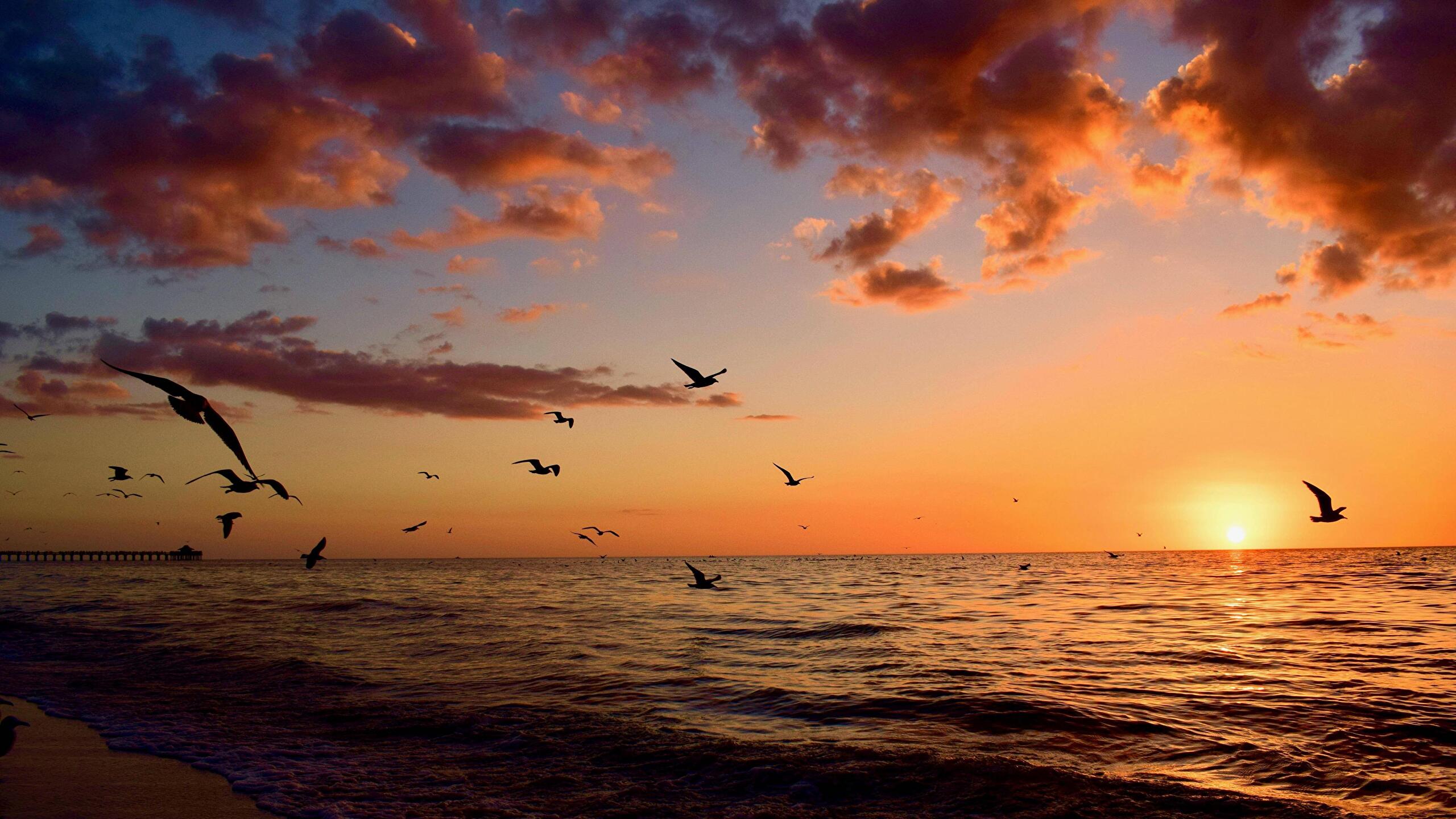 Birds flying over the sea during sunset - Florida