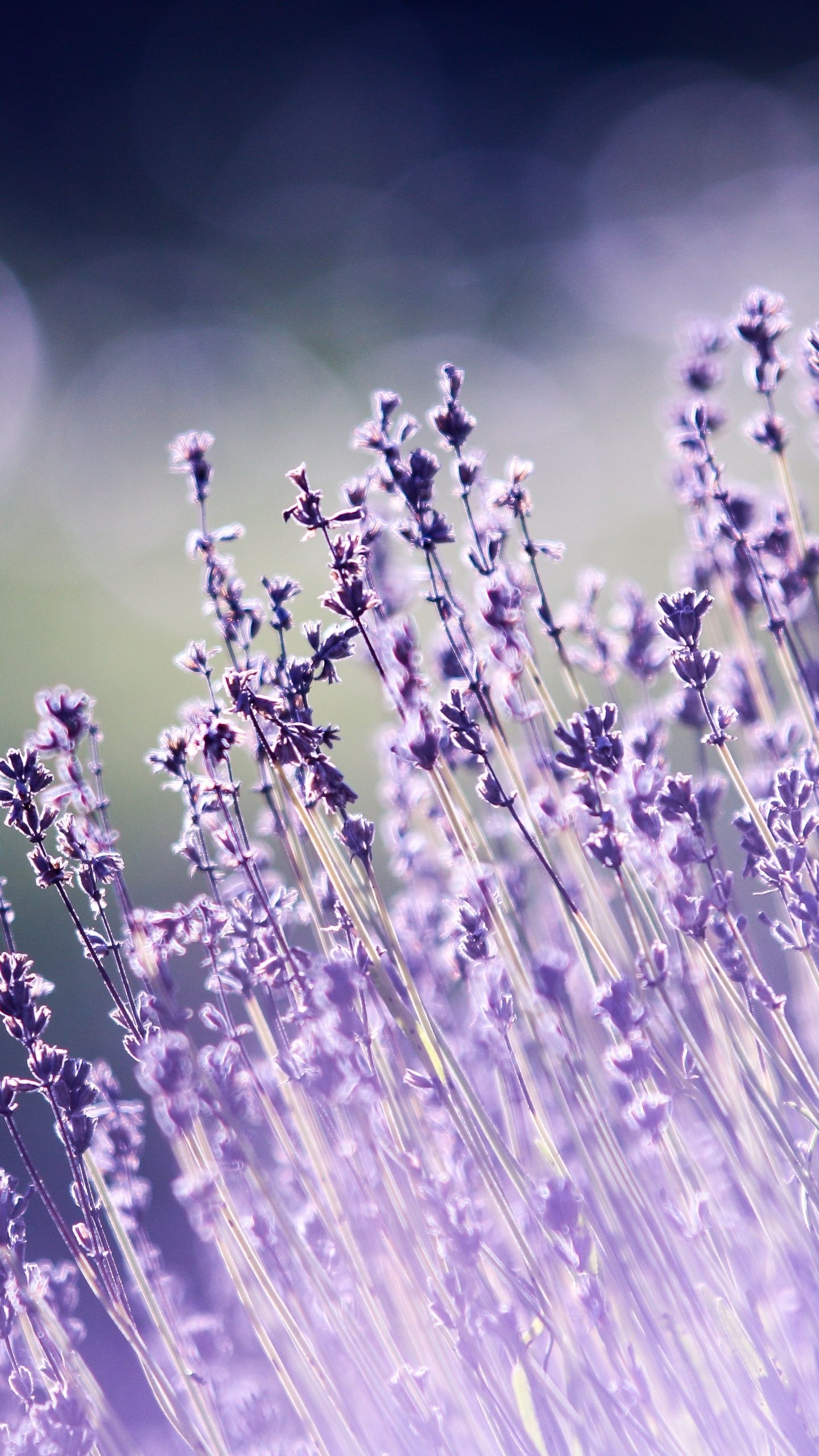 A close up of some purple flowers - Flower, purple, garden, lavender