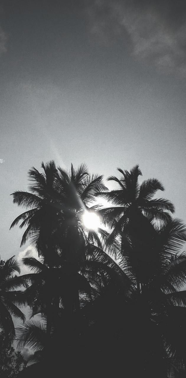 Black and white palm trees with the sun shining through - Black and white, Florida, palm tree, sunlight