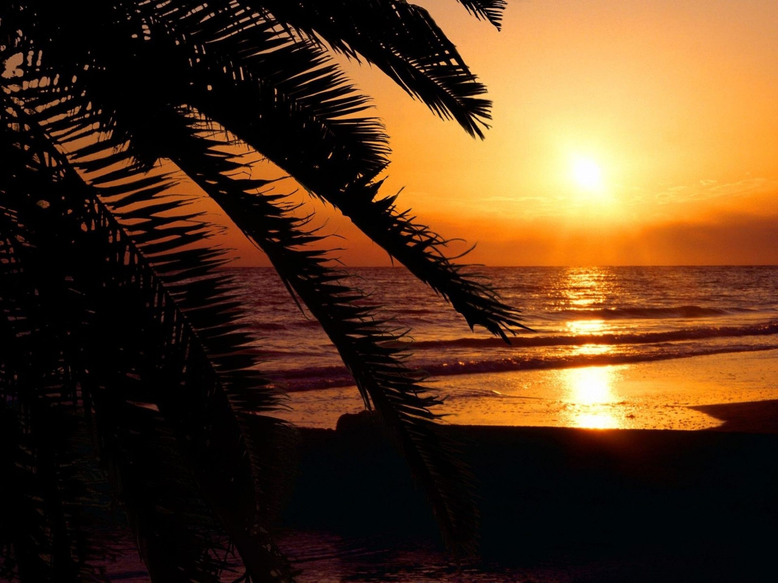 A palm tree on the beach at sunset - Florida