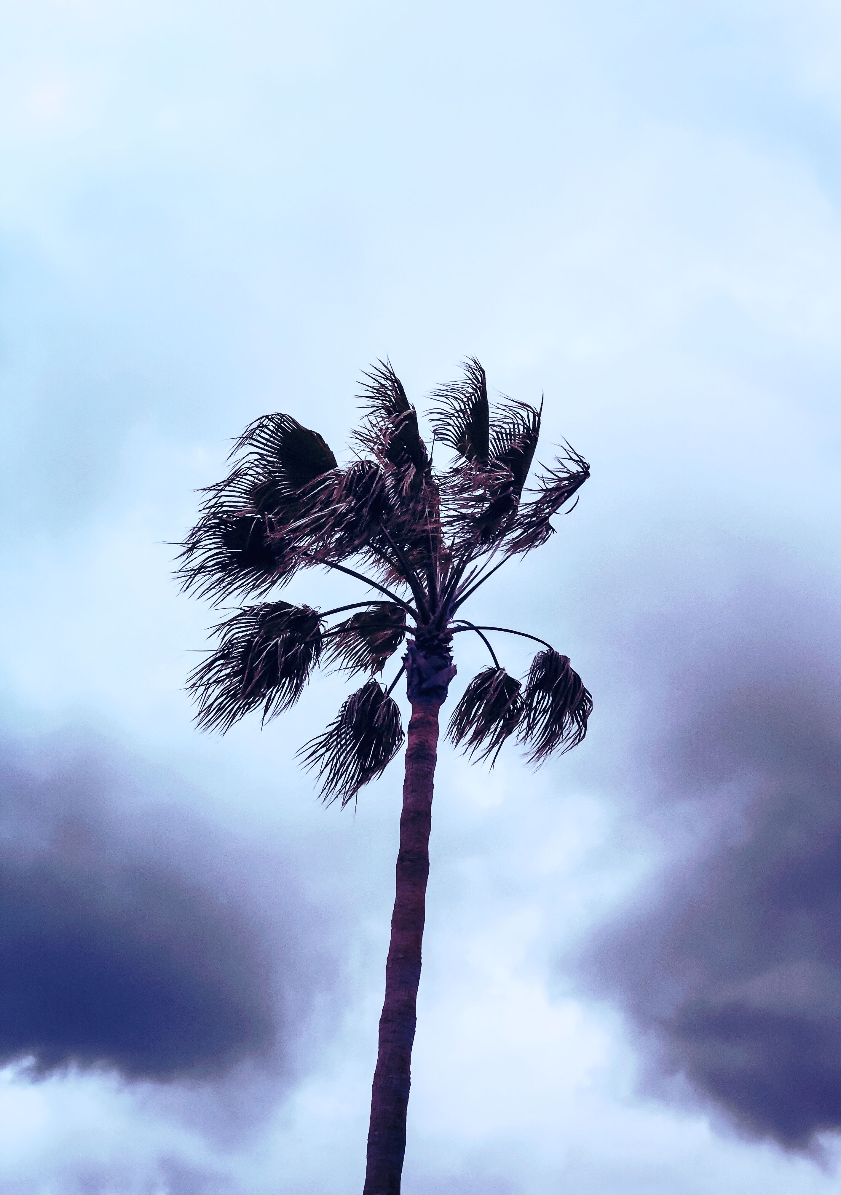 A palm tree sways in the wind against a cloudy sky. - Florida