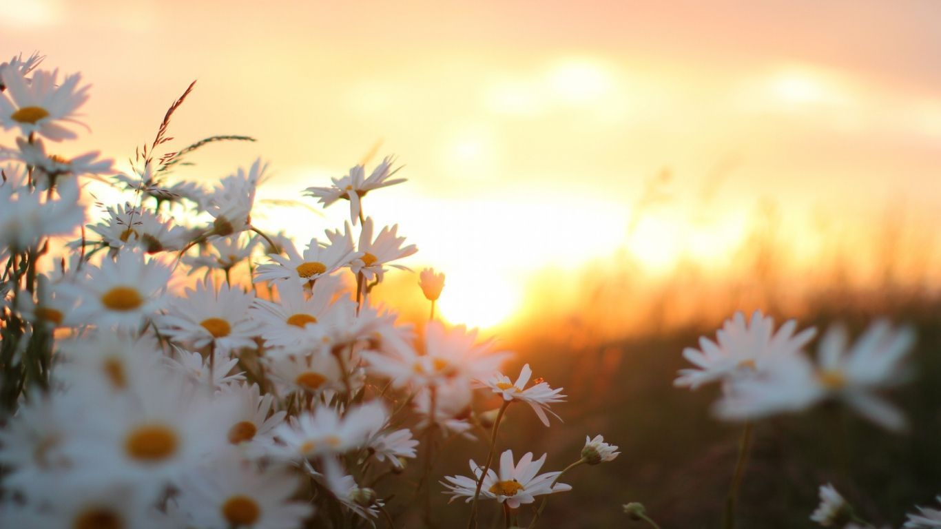 A field of flowers with the sun setting behind them - Spring