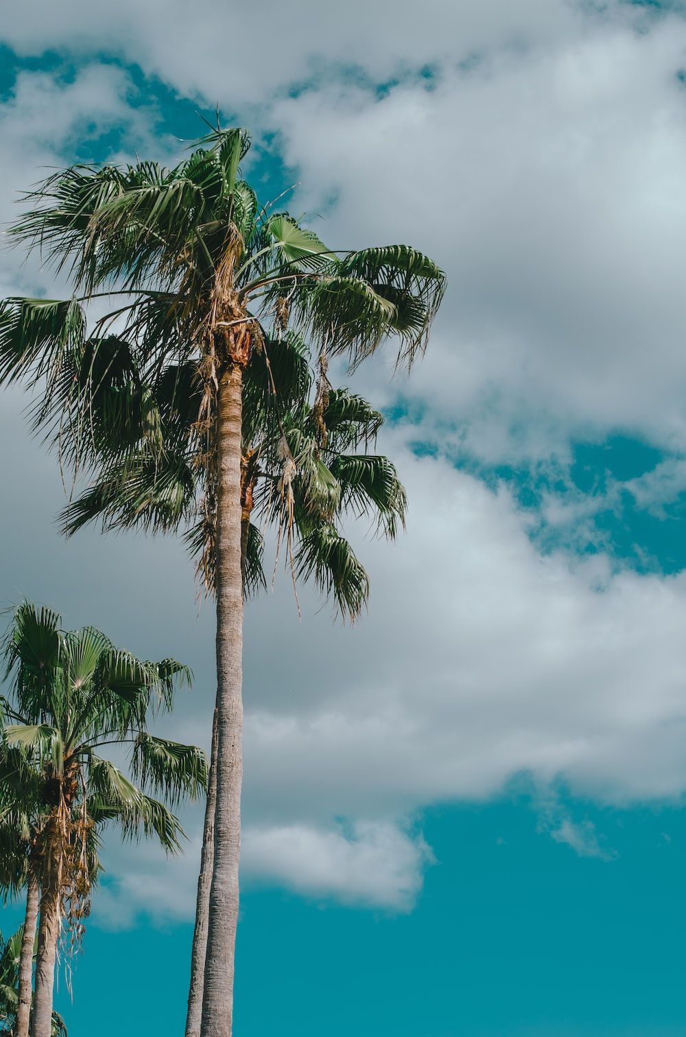 Florida Palm Trees Picture. Download Free Image