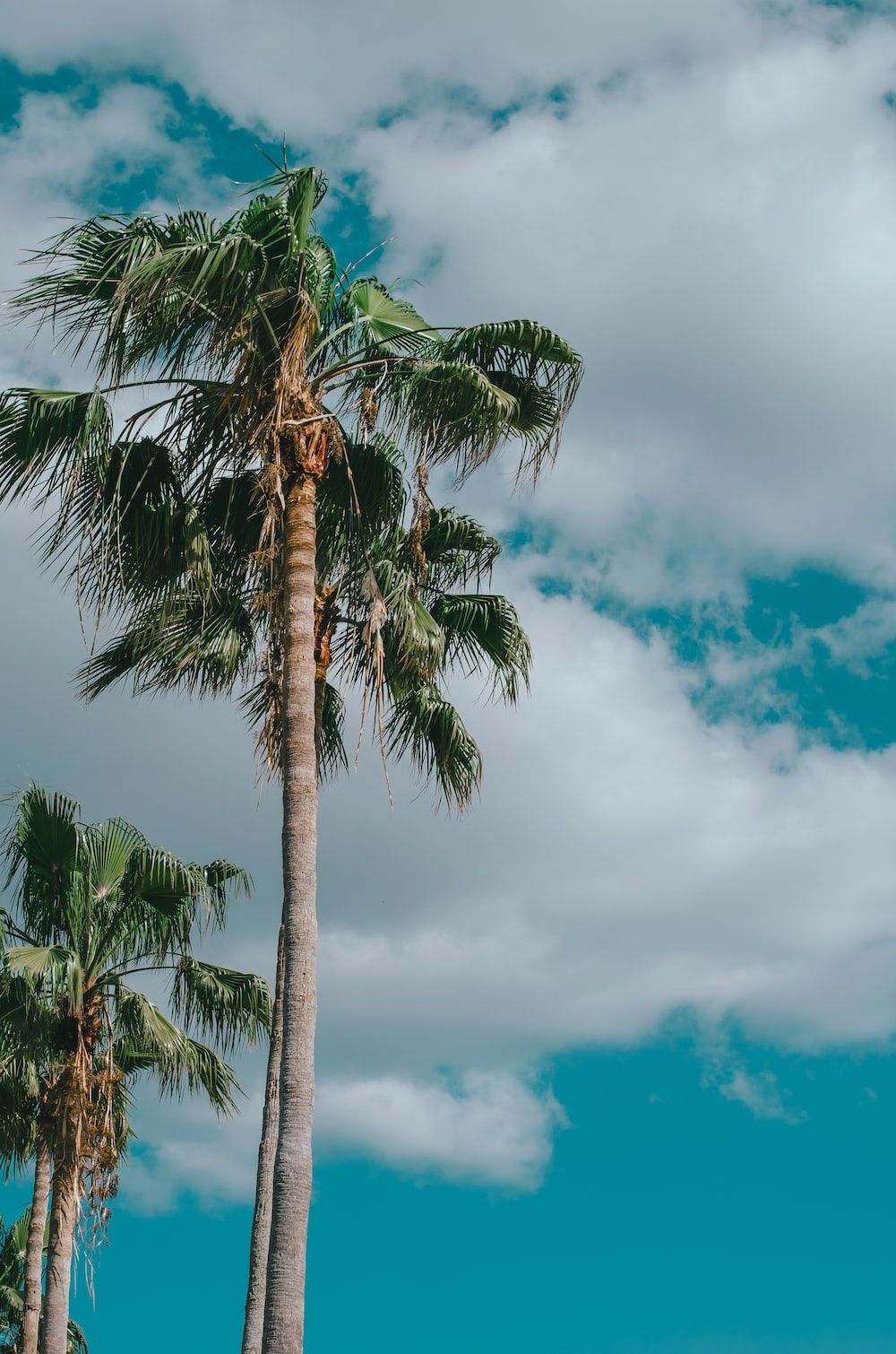 A palm tree on a sunny day - Florida