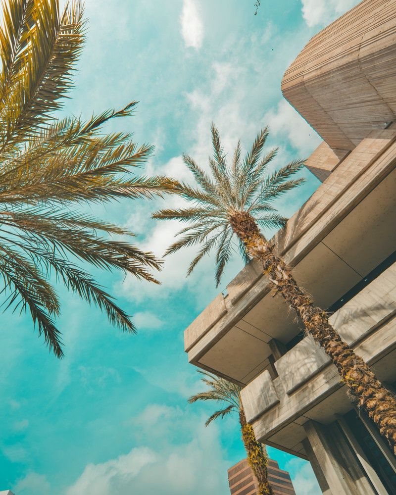 A palm tree and building in the sky - Florida