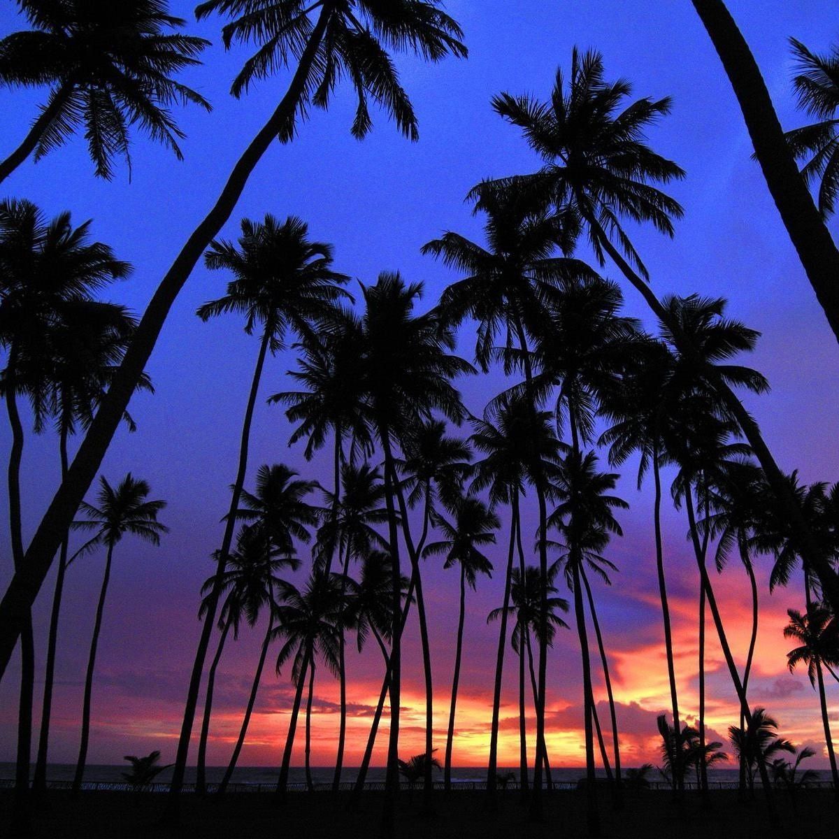 The sun sets behind a row of palm trees. - Florida