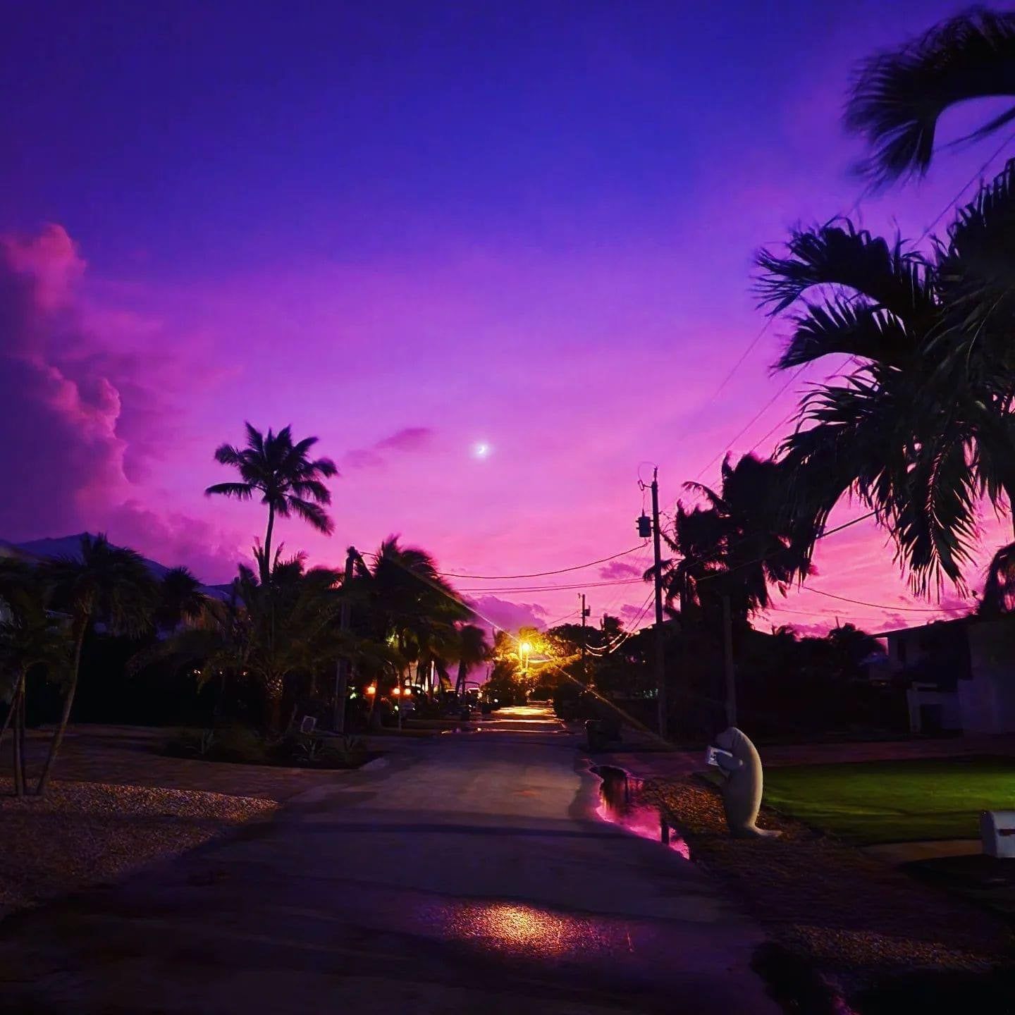 A street with palm trees and buildings in the background - Florida