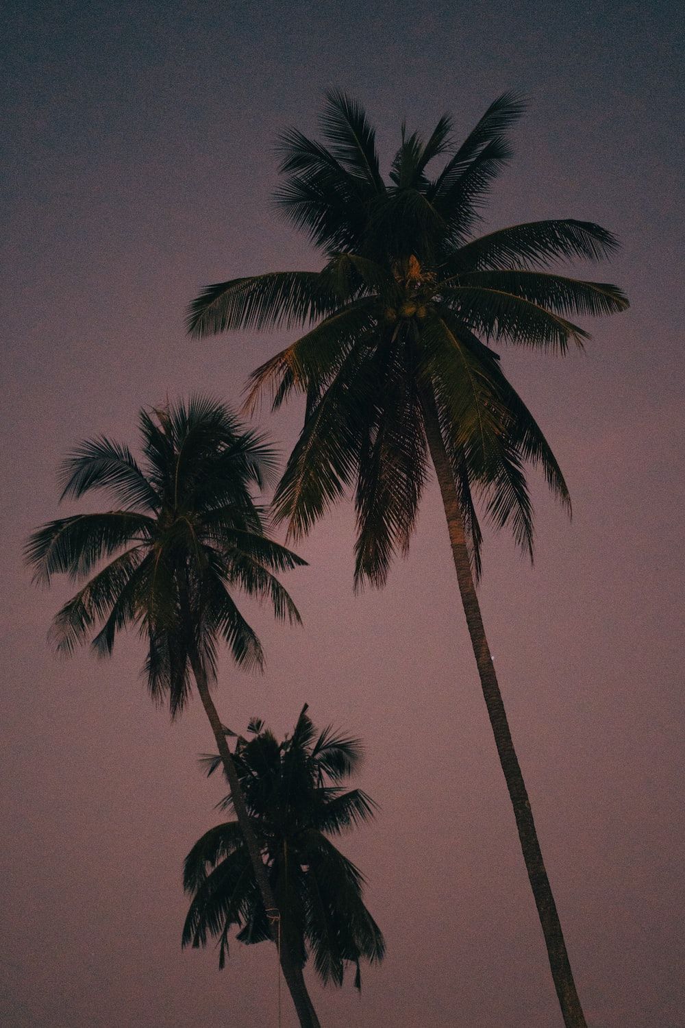 Three coconut trees under the sky during golden hour - Florida