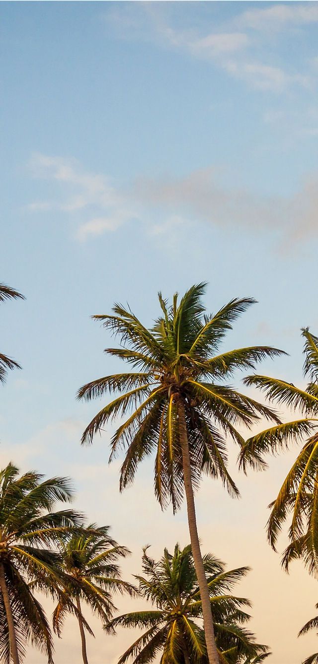 Palm trees under a blue sky - Florida