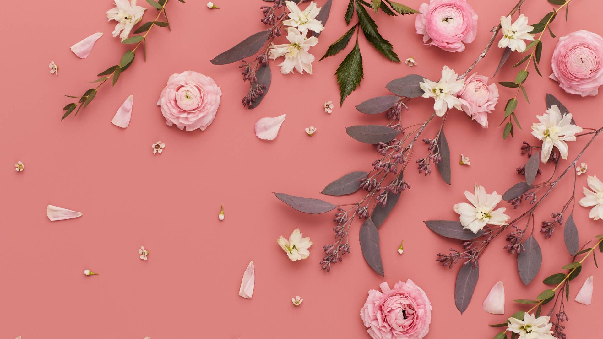 A pink background with white and pink flowers and leaves - Salmon