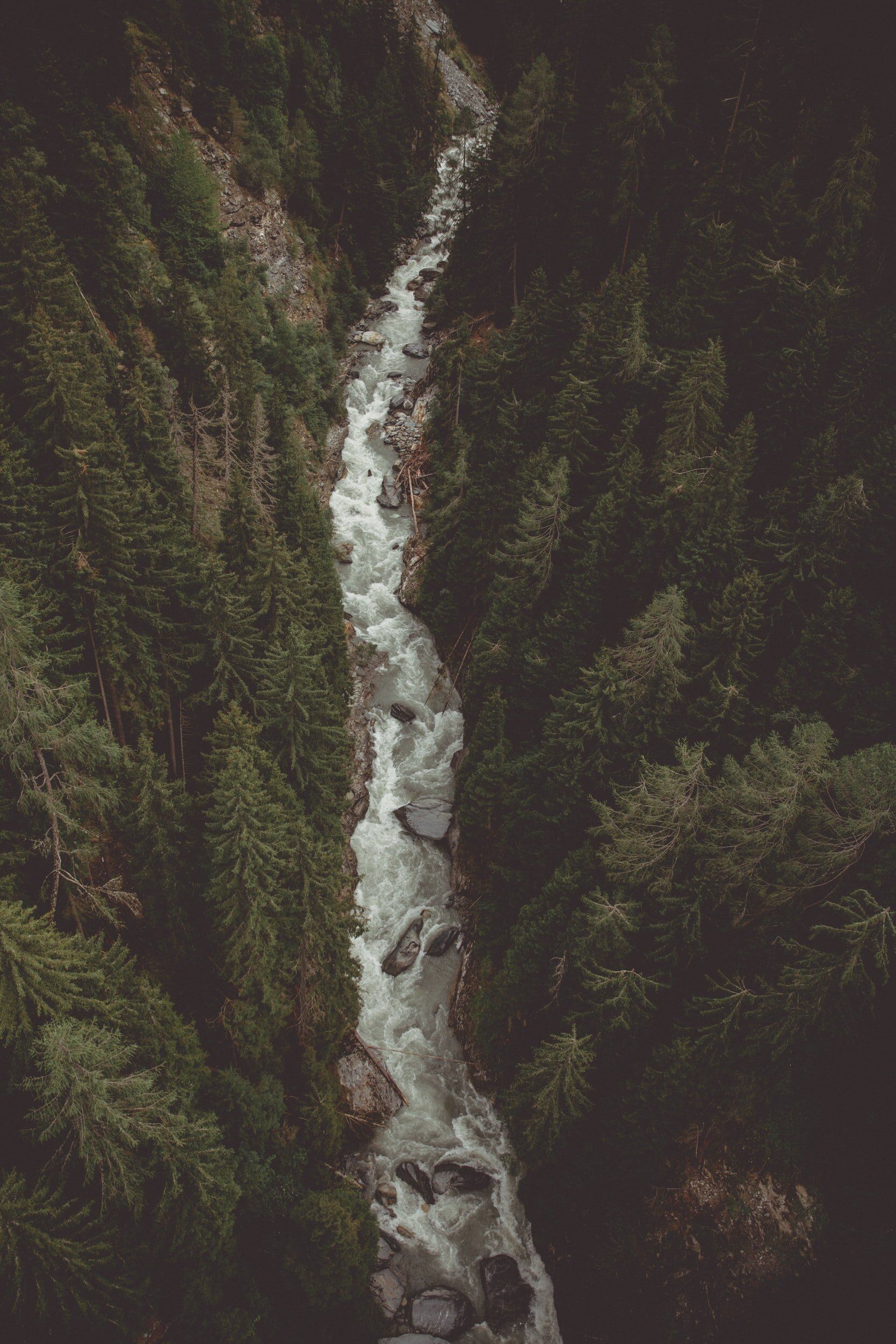 A river flowing through a dense forest - River